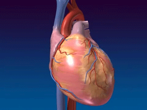 Діагностика серця кардіовізором - 