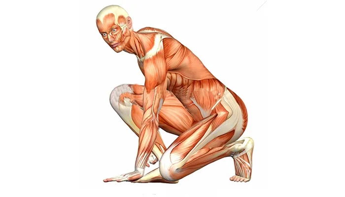 УЗД м’яких тканин